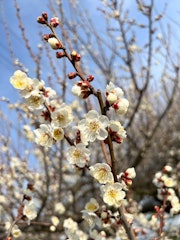 [이미지2]【매화】미나미 알프스시봄을 연상시키는 쾌활함에서 미나미 알프스시이 일변해, 오늘은 겨울로 돌아간 것처럼 추워져 있습니다. 따뜻한 날에는 매화꽃이 향기롭고 매화밭이 만개합니다. 봄이
