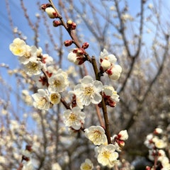 [Image2]【Ume Plum Blossom】Minami-Alps CityThe Minami-Alps City has completely changed from the cheerfulness 