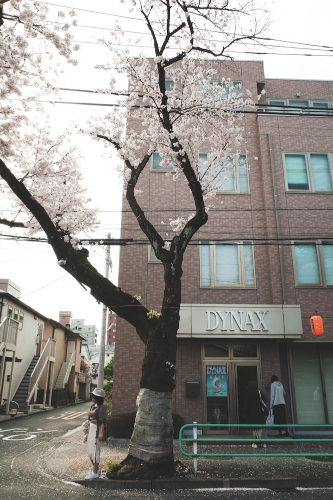 [相片1]在府中市的櫻花街。 我能感覺到城市的春天。