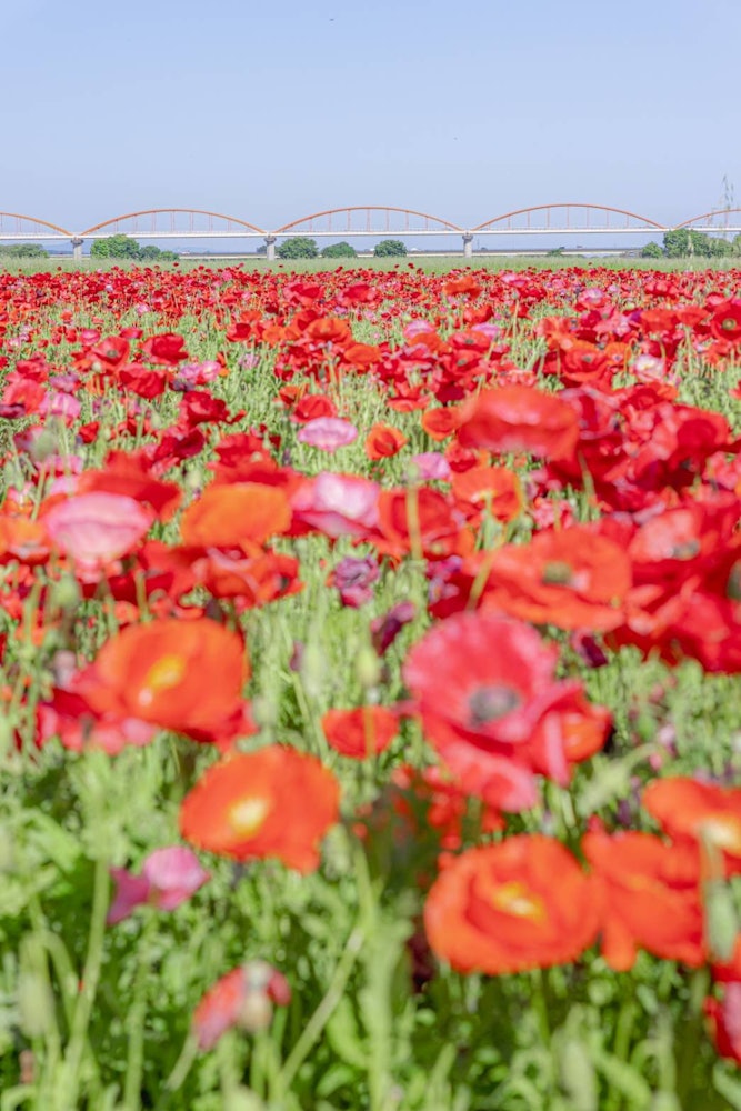 [Image1]Japan's largest poppy fieldThis is a poppy field in Konosu City, Saitama Prefecture.Famous as the la