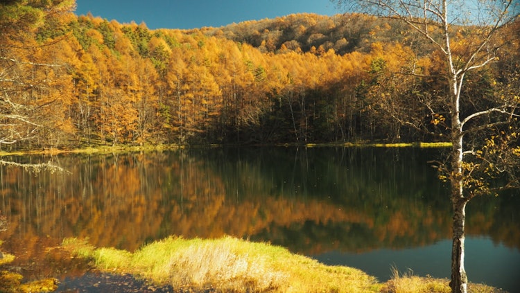 [相片1]三屋香池的红叶 🍁 立科信州独特的纯黄色秋叶有一种特殊的感觉。这个池塘周围的地区长期以来一直以其壮观的景色而闻名。很久以前在电视广告中使用的地方，这是一个非常奇妙的地方，我想自己拍摄。