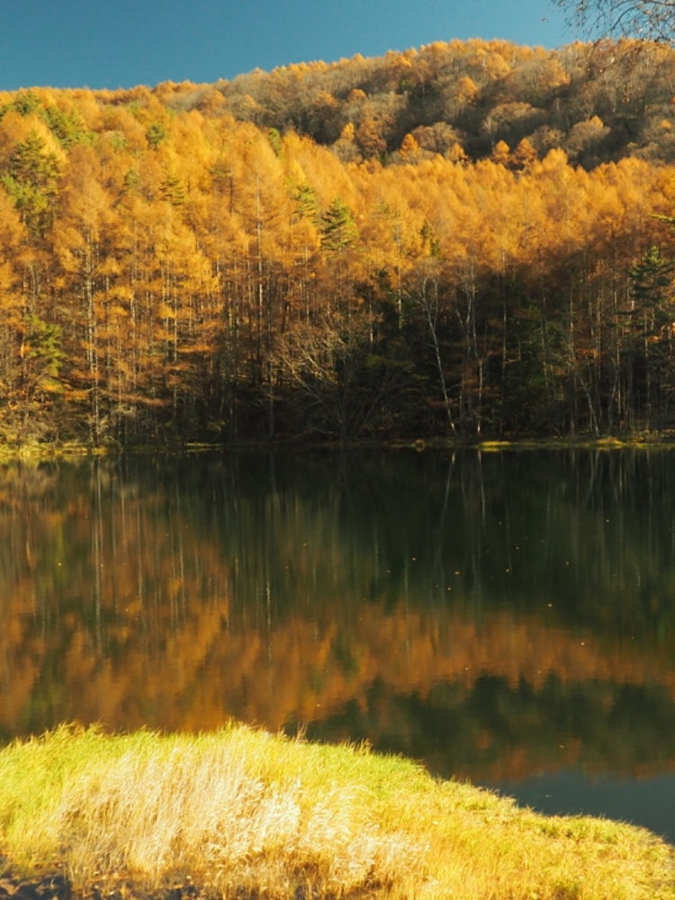 [Image1]Autumn leaves 🍁 of Misyaka Pond Tateshina ShinshuThe unique solid yellow autumn leaves have a specia