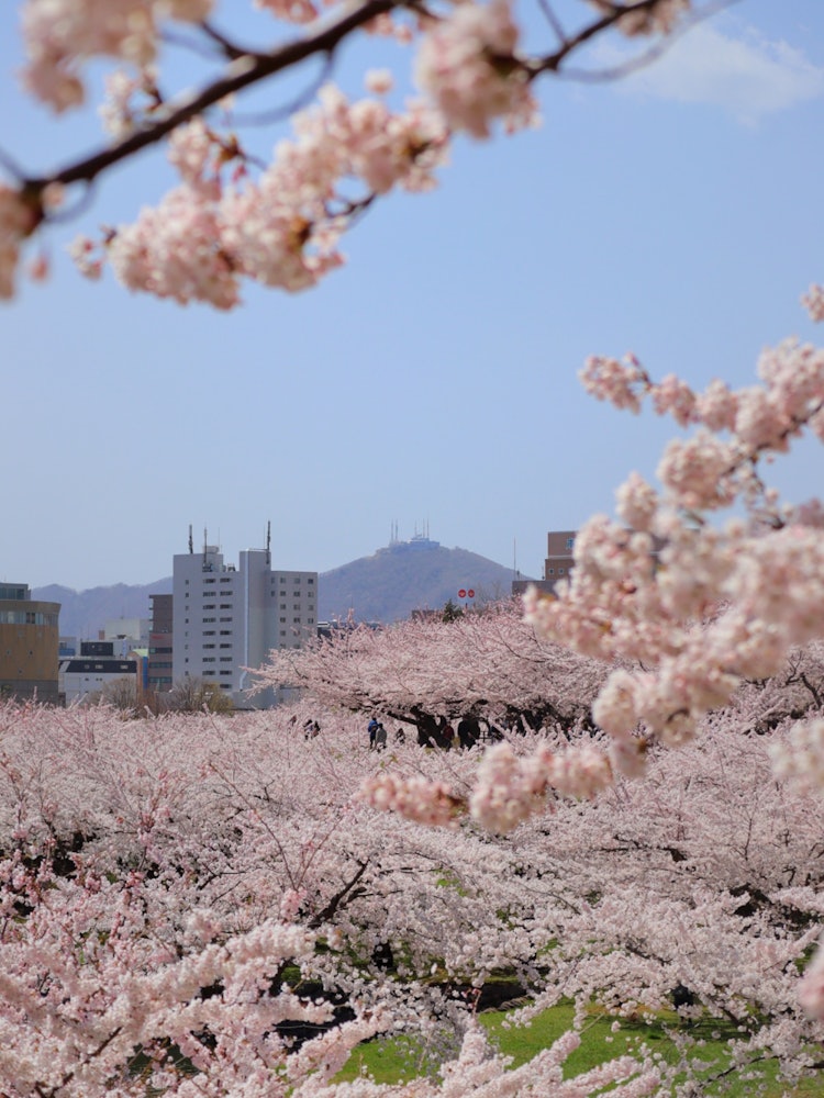 [Image1]【Sakura Front Finally to Hokkaido】Location▷▶▷Hakodate, Goryokaku Park📍Location:Goryokaku Park,Hakoda