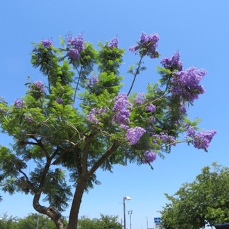 [画像2]ジャカランダの花南米産のノウゼンカズラ科の「ジャカランダ」をご存じでしょうか。写真のように、紫色の花をブドウのように房状に咲かせ、葉の緑と花の紫がとても美しい落葉高木です。熱海市には、国道135号沿い