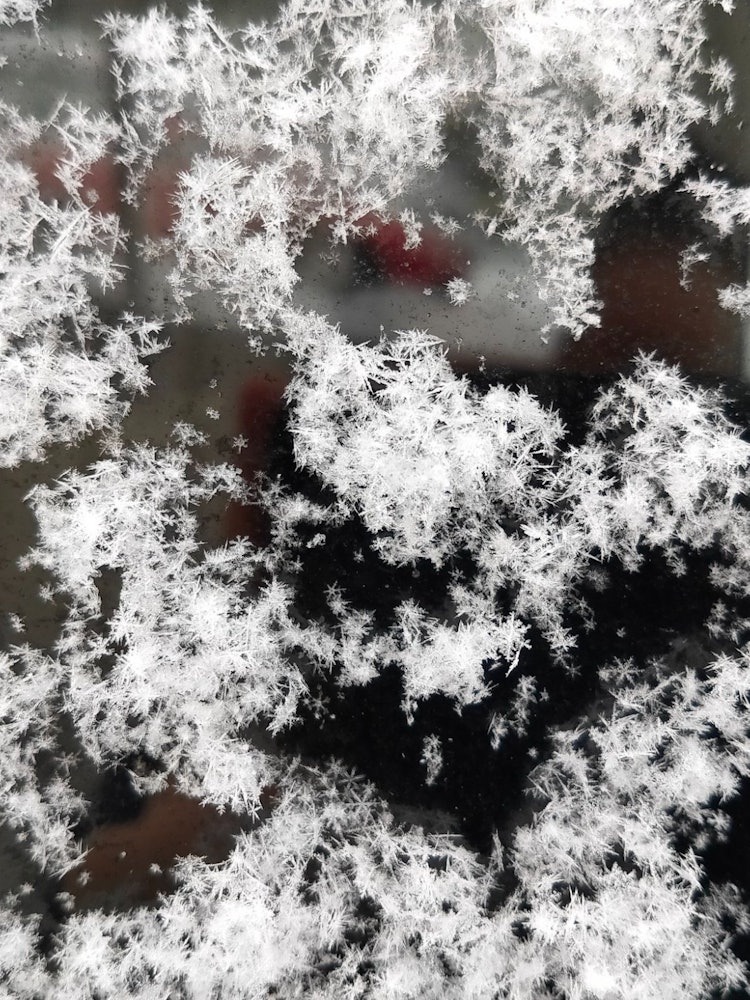 [画像1]雪の結晶のイラストはよく見ますが本当にちゃんとした形になってるんです。 神秘的ですね。