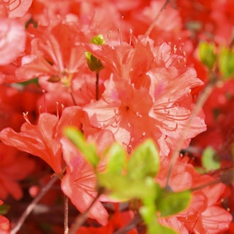[이미지2]도밍 공원최북단의 왕벚나무 군락인 비바이시 도메이 공원에는 왕벚꽃, 에조야마 벚꽃, 지시마 벚나무, 야에자쿠라 등 약 2,000그루의 벚나무가 여러분을 맞이합니다. 공원에는 다양한