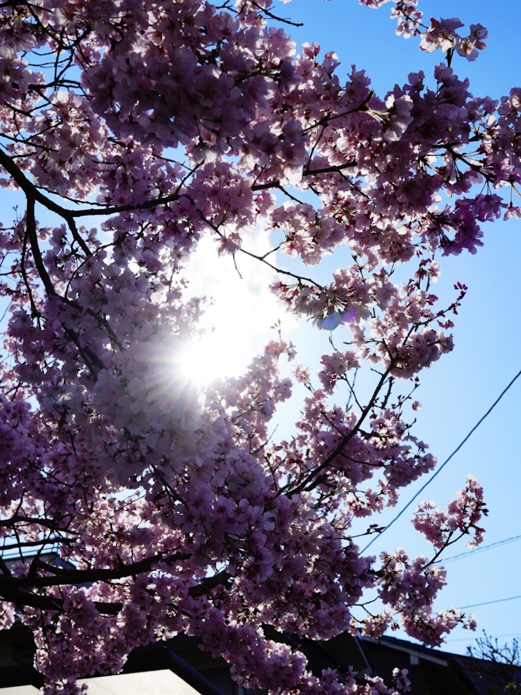 [Image1]Cherry blossom season