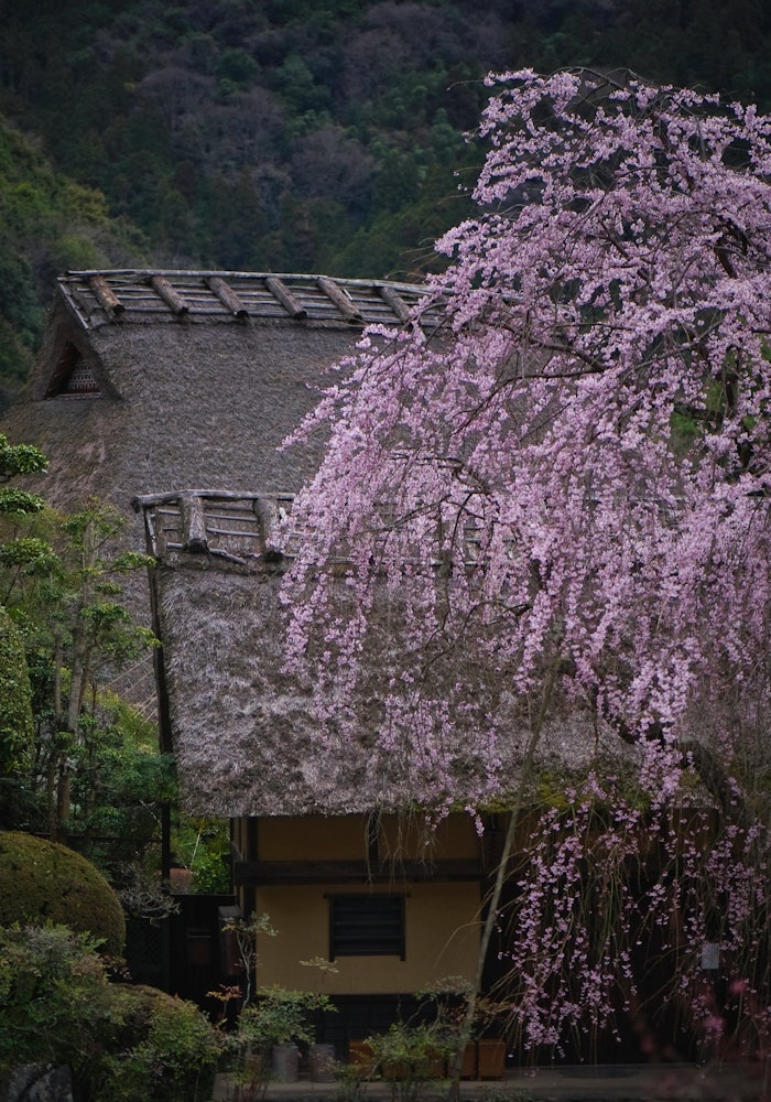 [Image1]The drooping cherry blossoms that bloom in the garden of the Shigebun and Hori family residences in 