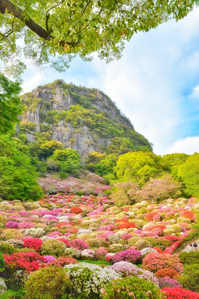 [Image1]Saga Takeo Mifunesan Paradise