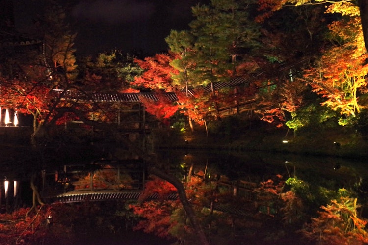 [相片1]它是高台寺的秋叶，源自秀吉的妻子Nene。 当我以前访问时，我被它的美丽所震撼，并在晚上再次访问它。 被照亮的秋叶倒映在水面上，感觉更加美丽。