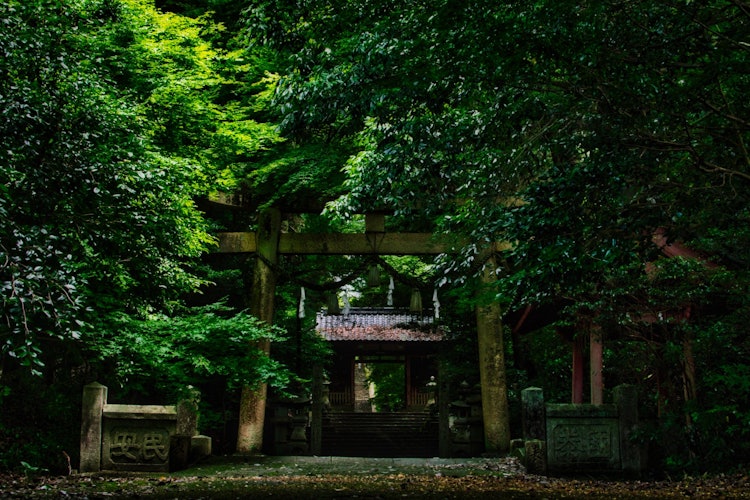 [Image1]Ox Tora Shrine in Shobara City, Hiroshima Prefecture.The torii gate surrounded by a forest of guards