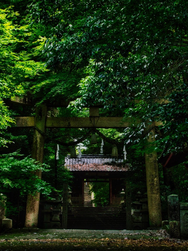 [Image1]Ox Tora Shrine in Shobara City, Hiroshima Prefecture.The torii gate surrounded by a forest of guards