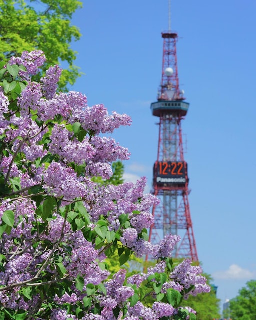 [画像1]「さっぽろライラックまつり」 💗毎年5月には、暖かい初夏を迎える札幌でライラックが満開になります。 大通公園や川下公園では、数百本の美しいライラックの木を伴ったコンサートや華道、茶道などの文化イベント