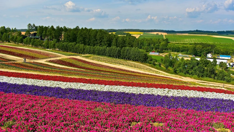 [Image1]Hokkaido is a great summer destination as this place is less humid than other parts of Japan during 