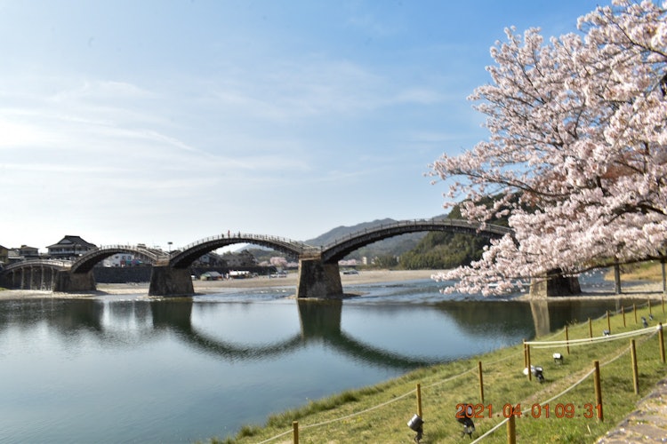 [画像1]「日本三名橋」にも「日本三奇橋｣にも選ばれた山口県岩国市にある観光名所錦帯橋です。 例年より桜が早く満開したようです。