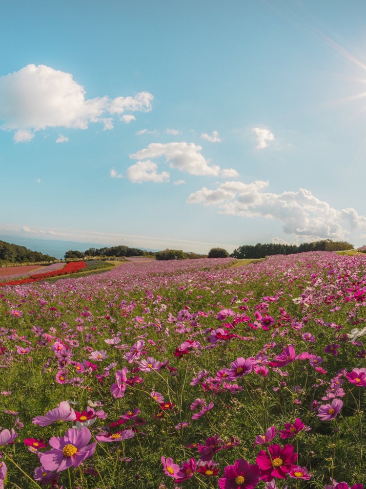 [Image1]Superb view of Awaji Island.I was healed by the blue sky and the pink cosmos.
