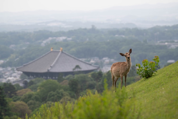 [Image1]Japan is proud of DEER LAND Nara Park. In the fusion of the scenery of the ancient capital of Nara a