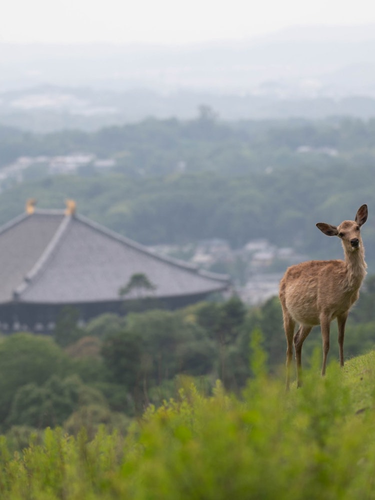 [相片1]日本以鹿地奈良公園為榮。 在奈良古都風光與現代人生活的融合中，野鹿也與自然融為一體。 照片中，以大佛殿為背景，一隻懷孕的雌鹿微笑著看著我們。 我希望很多人在電暈消退時看到它。