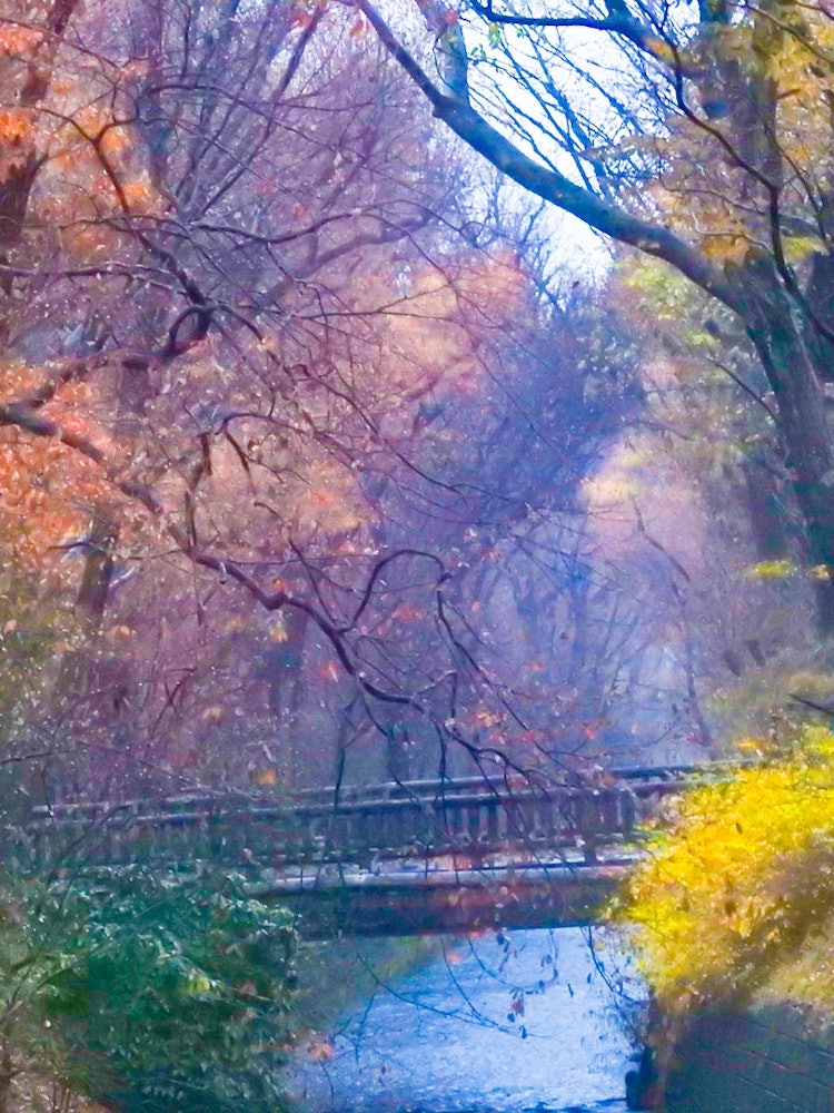 [相片1]2022 年 12 月 22 日，星期四 清晨感谢您的观看。我有我出生和长大的地区灌木丛日子的照片。下雨的玉川城水和树木的虹膜被拍得很漂亮。 雨水充当过滤器，将颜色的边界变为渐变，享受像一幅美丽的画一