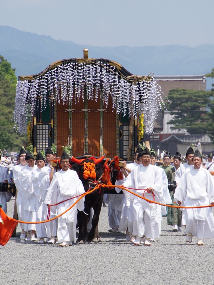 [이미지1]교토의 아오이 축제는 헤이안 시대부터 일본에서 개최되어 온 전통 행사로, 황궁에서 시모가모 신사와 가미가모 신사까지 소달구지가 국가의 안전을 기원합니다. 겐지 이야기의 세계를 연상