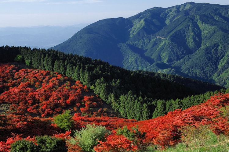 [相片1]奈良县大和葛城山的杜鹃花在5月中旬左右盛开。 还有一条山间小径，您可以步行攀登，但也有一条从高濑市出发的索道，因此任何人都可以轻松欣赏壮观的景色。
