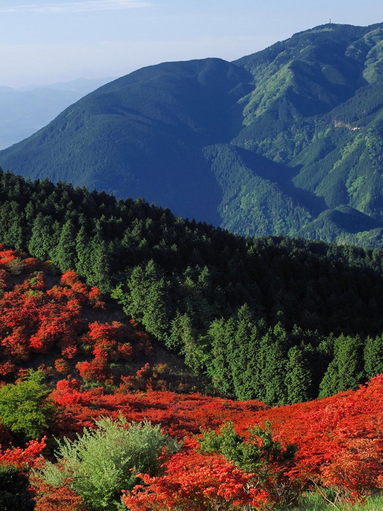 [画像1]奈良県・大和葛城山のツツジは５月中旬頃に見ごろを迎えます。 登山道もあり、歩いて登ることもできますが、御所市からロープウェイも運行されており、誰でも気軽に絶景を楽しむことができます。