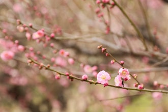 [画像2]【大阪城 梅林公園】2024年2/16 現在開花情報：中には全部咲きもsamuraihonor.com  大阪城梅林公園2024年2月16日現在開花情報:一部は全て咲いています。