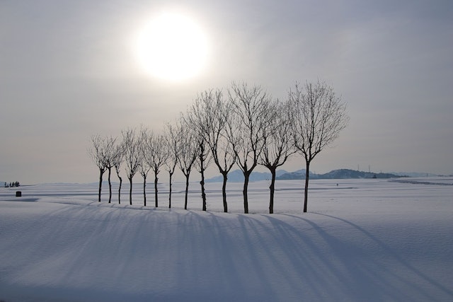 [Image1]A field of snow, stretching in the morning sun, the shade of branches...Hazagi in Ikegahara2023.03. 