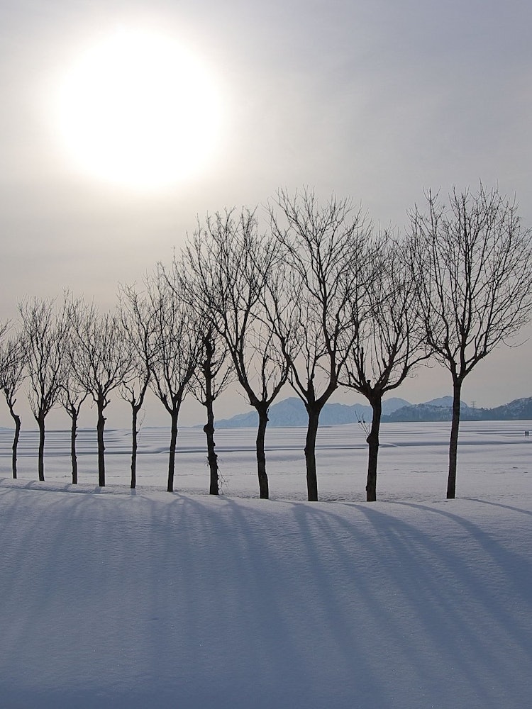 [이미지1]아침 햇살에 뻗어있는 눈밭, 나뭇 가지 그늘 ...이케가하라의 하자기2023.03. 촬영.#이케가하라 쌀 나무 #이나카케 나무 #이케가하라 #설원 #에치고 세 산 #아사히 #일본 