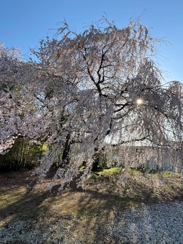 [이미지1]나가노현 스자카시의 벚꽃 정보!가류 공원의 벚꽃도 좋지만, 교외의 벚꽃도 즐겨 보는 것은 어떨까요?제1 & 제2 고쇼지 사원3번째 사진 다이코인#스자카#나가노현(長野県)#마쓰모토#