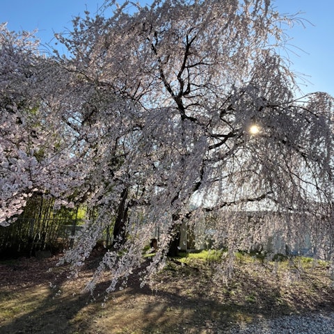 [Image1]Information on cherry blossoms in Suzaka City, Nagano Prefecture!The cherry blossoms in Garyu Park a