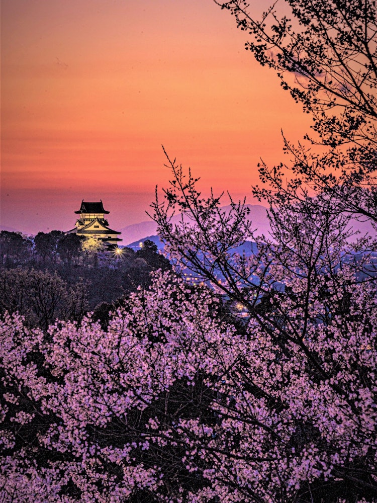 [Image1]I took a picture of Inuyama Castle, cherry blossoms and the evening sky from Inuyama Naritayama.I wa