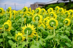 [相片2]每当看见香川县高松市佛生山的向日葵花田，就会想起Henry Mancini的电影，《Sunflower》。 在盛开的向日葵旁贸然出现的一朵枯萎的向日葵，隐隐透露出一股悲伤。