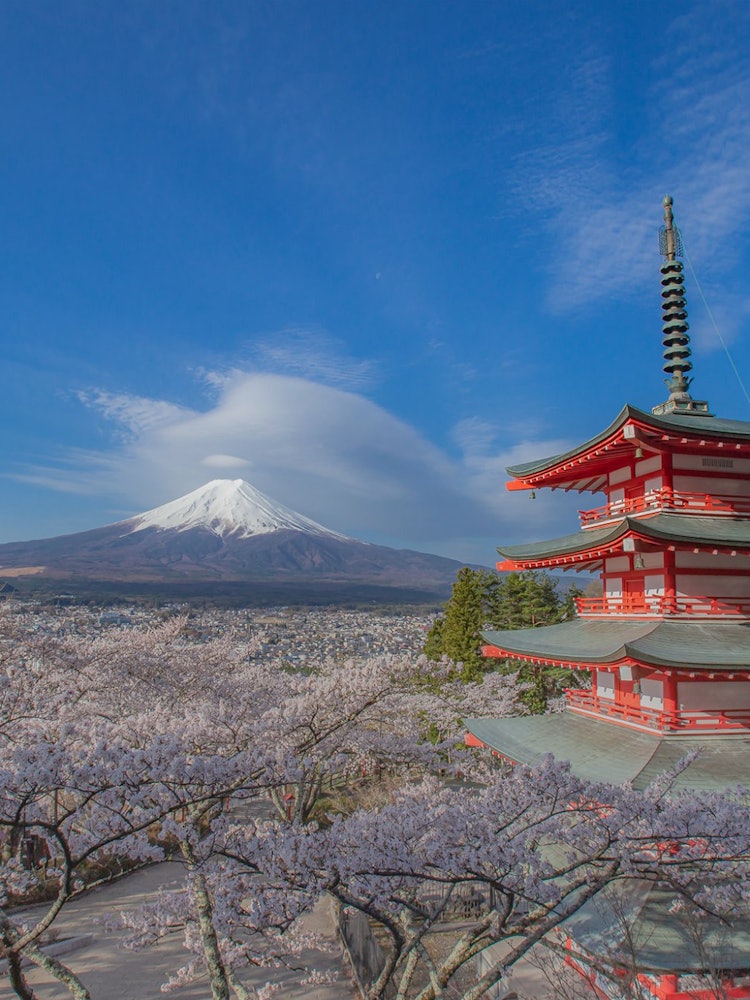 [画像1]日本の春の代表の一つである。 五重塔（忠霊塔）と桜と富士山。新倉山浅間公園は日本を代表する富士山の絶景スポットとして有名である。398段の階段を上った先にある展望デッキからは眼下に富士吉田の街並み、そ