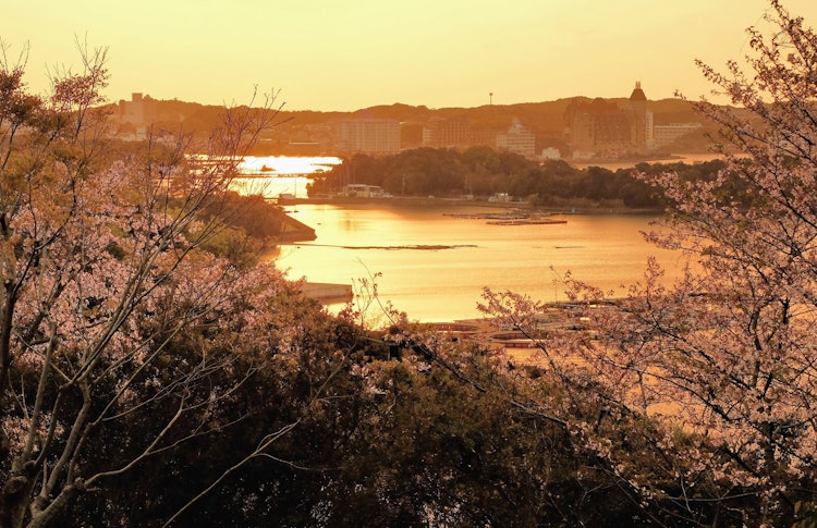 [이미지1]와카야마현 시라하마의 석양과 벚꽃입니다. 항상 찍고 싶었던 풍경을 석양, 바다, 벚꽃과 함께 포착할 수 있었습니다.