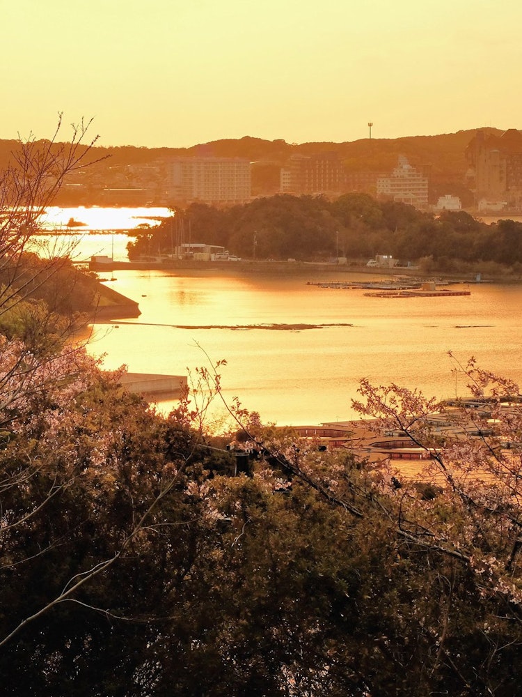 [画像1]和歌山県白浜の夕照と桜です。 以前から夕焼けの海と桜を絡めて撮りたいと思っていた風景を撮影することができました。