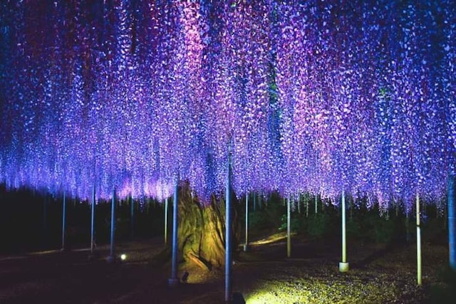 [Image1]This is Ashikaga flower park. It is a very famous tourist designation for wisteria flower. In 2014, 