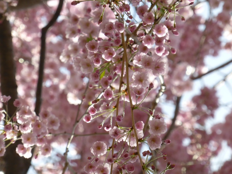 [相片1]札幌北海道大學校園內有幾種類型的櫻花樹，這是一個非常舒適的地方，與周圍的綠色氛圍相匹配。