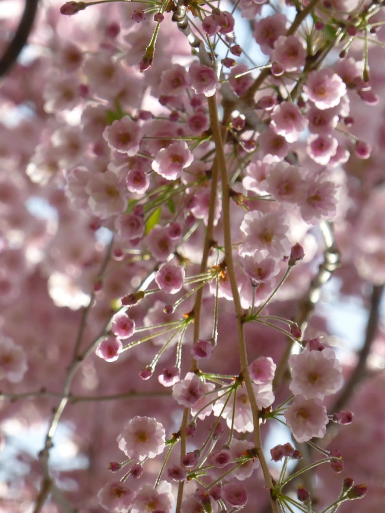 [Image1]There are several types of cherry trees on the campus of Hokkaido University in Sapporo, and it is a