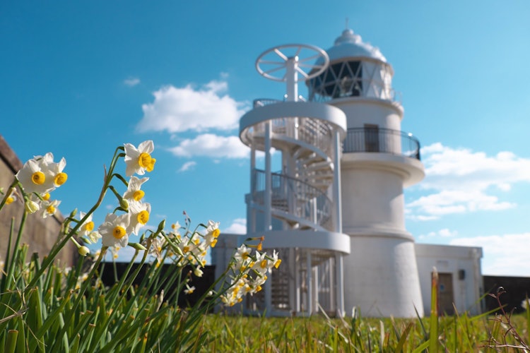 [相片1]和歌山县纪伊渡岛大岛的葛野崎灯塔是日本最古老的石头灯塔，由英国工程师于1870年（明治元年）建造。 当时的英国工程师怀念家乡，种植的水仙花数量增加，灯塔周围仍盛开许多鲜花，欢迎前来参观的游客。