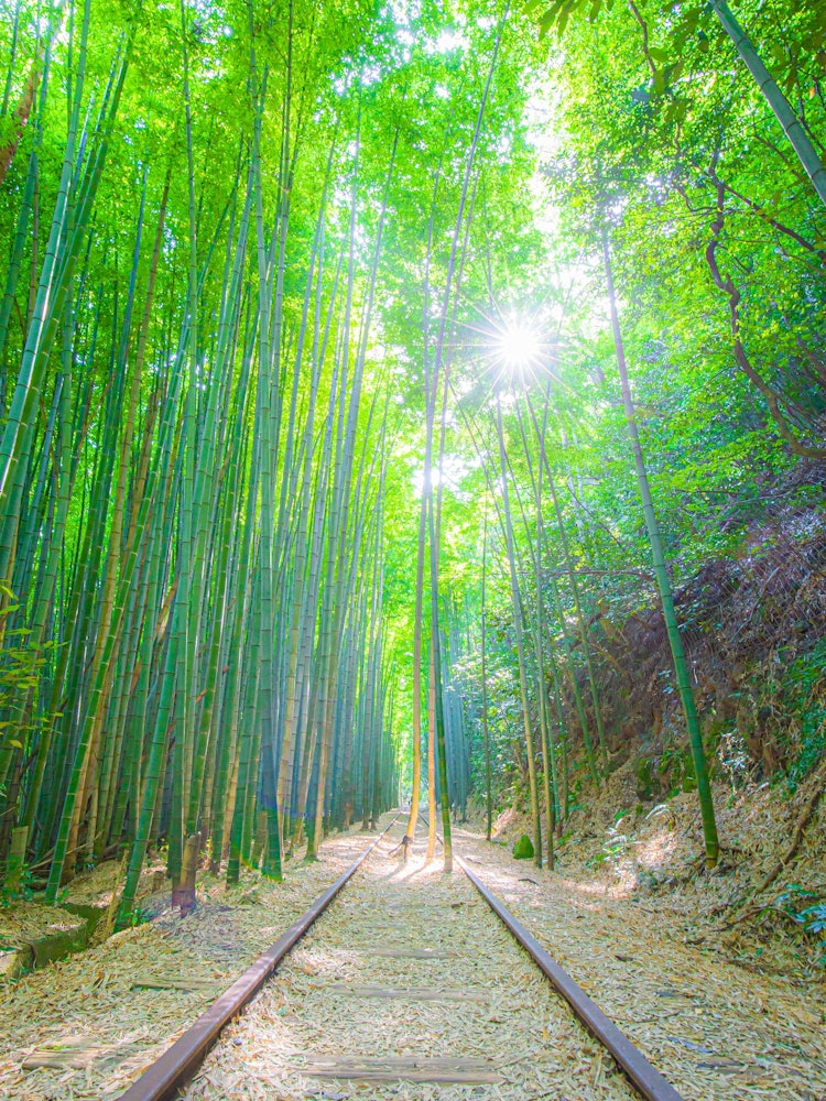 [이미지1]오래된 철도 선로와 대나무 숲의 풍경돗토리에 위치