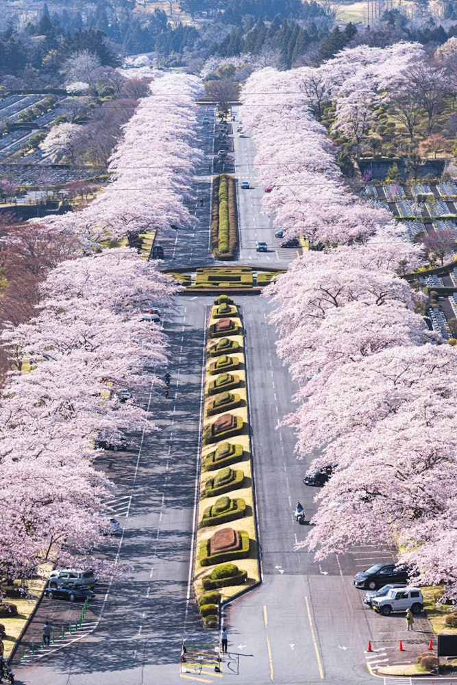 [이미지1]일본을 상징하는 벚꽃 가로수 🌸이곳은 시즈오카 현의 후지 묘지입니다약 1km에 걸쳐 뻗어 있으며 벚나무가 늘어서 있습니다. 제 개인적인 취향 벚꽃 가로수입니다.240개의 계단 끝에