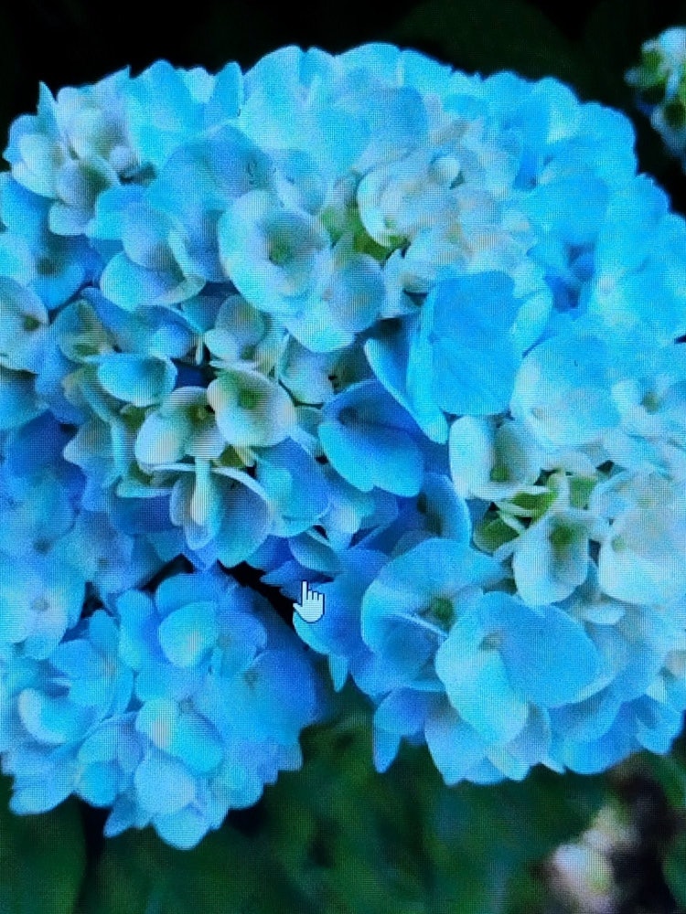 [Image1]#Summer #Photo contest Hydrangea in the garden bloomed