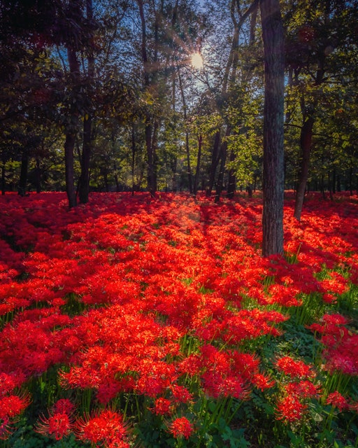 [画像1]埼玉の秋の絶景スポットとして有名な巾着田フォトジェニックな秋色木立に囲まれており陰影のある美しい光景に出会えます。縦構図ですのでクリックにてお楽しみください。