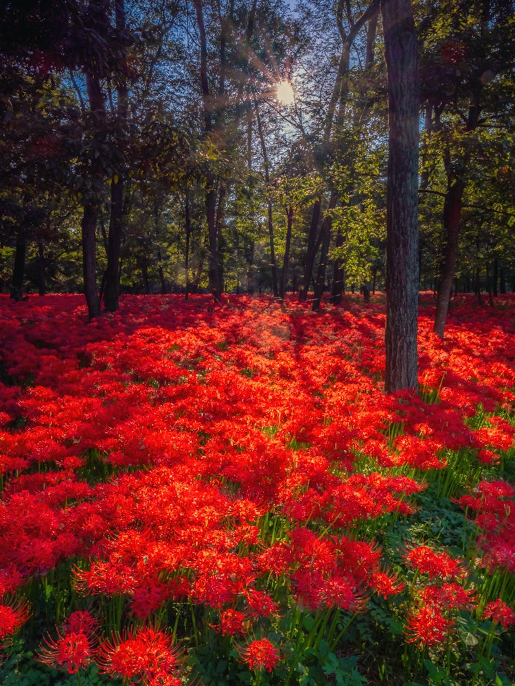[Image1]Drawstring field famous as a superb autumn view spot in SaitamaPhotogenic autumn colorsIt is surroun