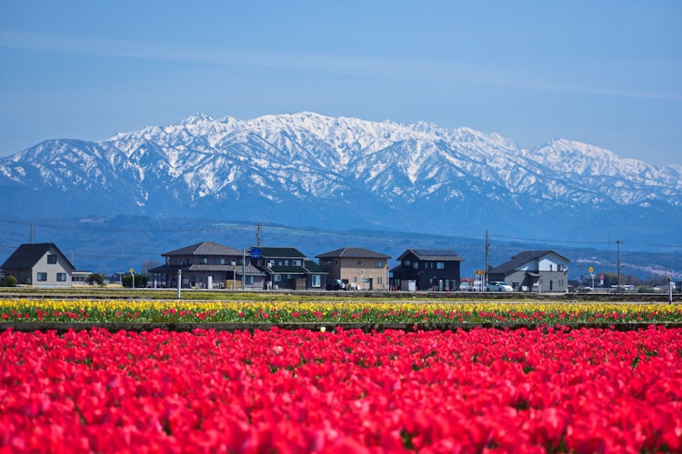 [이미지1]튤립은 시대를 초월한 아름다움입니다. 생생한 색상, 우아한 모양, 미묘한 향기로 세계에서 가장 사랑받는 꽃 중 하나가 되었습니다. 도야마를 방문 할 때 일본에서 가장 큰 튤립 밭 