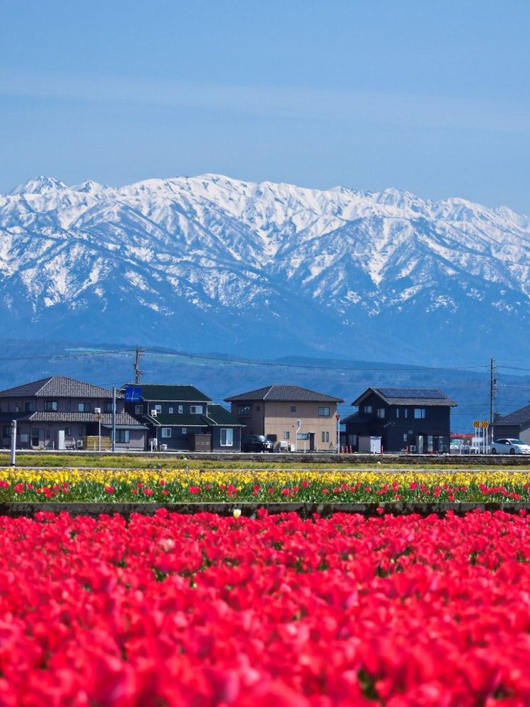 [相片1]郁金香是一种永恒的美丽。凭借鲜艳的色彩、优美的形状和淡淡的香味，它们已成为世界上最受欢迎的花朵之一。在访问富山期间，我去了日本最大的郁金香花田之一的纽前花田。该领域拥有白雪皑皑的阿尔卑斯山北部的美妙背