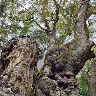[相片1]久別重逢後，我去了熱海市的能量景點，木宮神社。當我畫出樟樹的財富時，樟樹是一棵有2100多年歷史的天然紀念物，🌿裡面有可愛的葉子