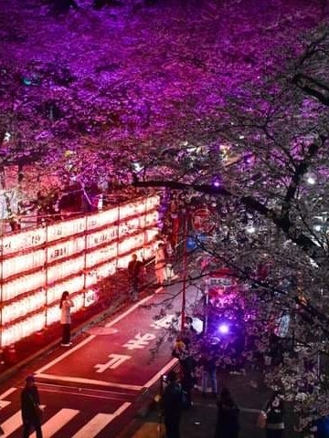 [이미지1]시부야의 아름다운 벚꽃 골목은 현재 야간에 벚꽃을 즐기기에 좋은 장소입니다. 거리를 따라 늘어선 30그루의 소미요시노 벚나무와 250단으로 늘어선 등불은 저녁이 되면 형형색색의 조