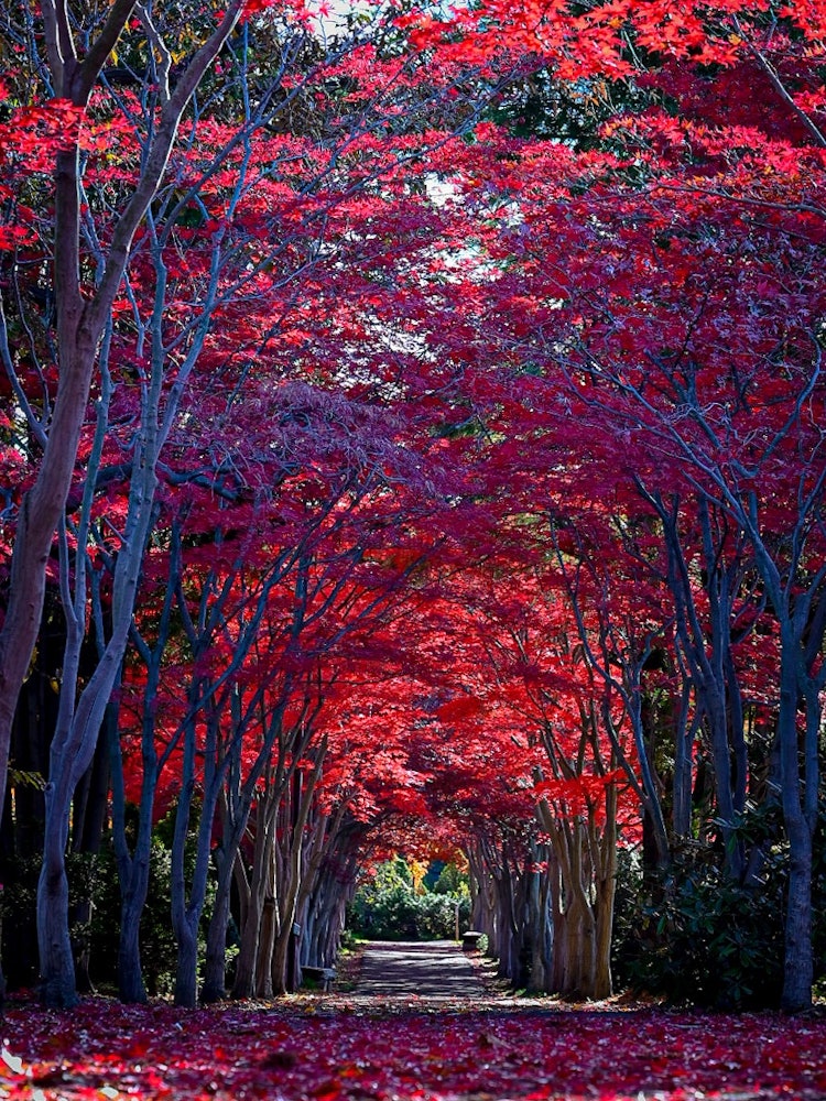 [Image1]Hokkaido is a momiji tunnel of the Hiraoka Jugei Center in Sapporo City.The vivid maple is worth see